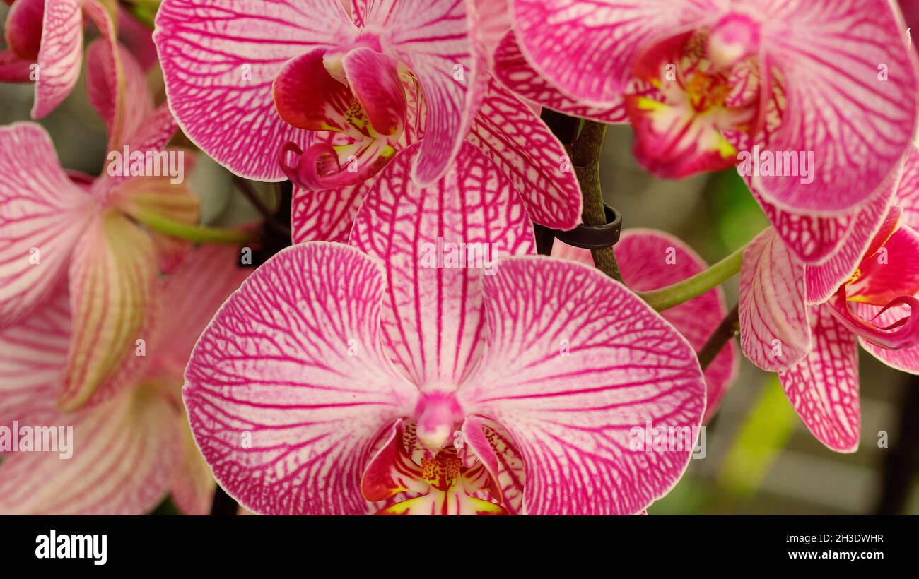 Orchidea. Phalaenopsis. Foto Stock