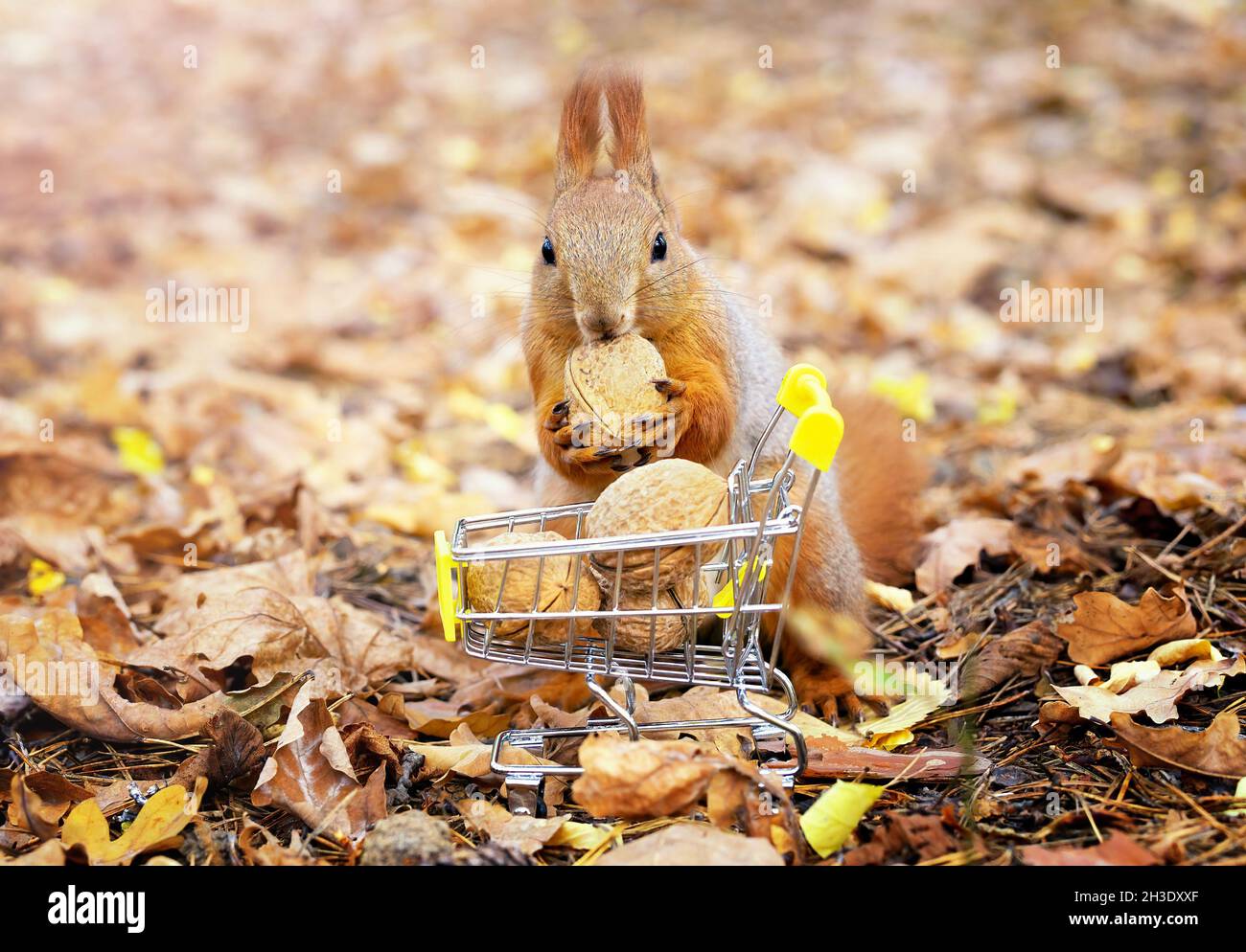 Primo piano di uno scoiattolo rosso che prende una noce da un piccolo carrello di shopping pieno di noci su uno sfondo sfocato fogliame. Foto Stock