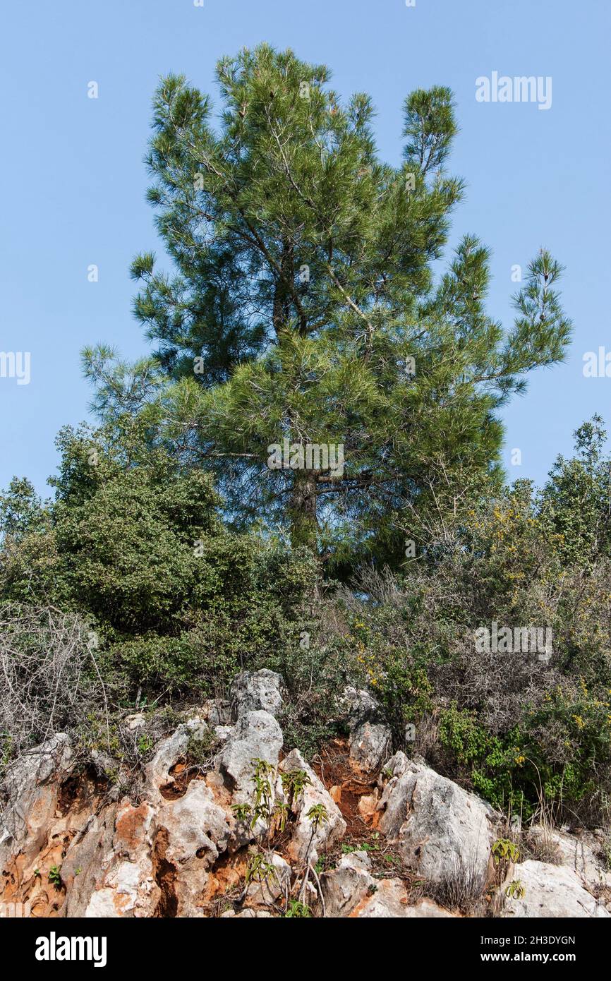 Maquis wuth pino nei monti Taurus, Turchia Foto Stock