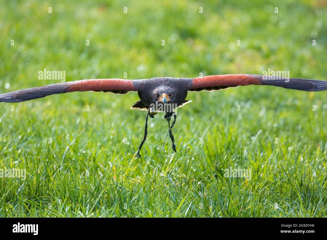 Falco di harris (Parabuteo unicinctus), volando verso la macchina fotografica, falconeria, Germania Foto Stock