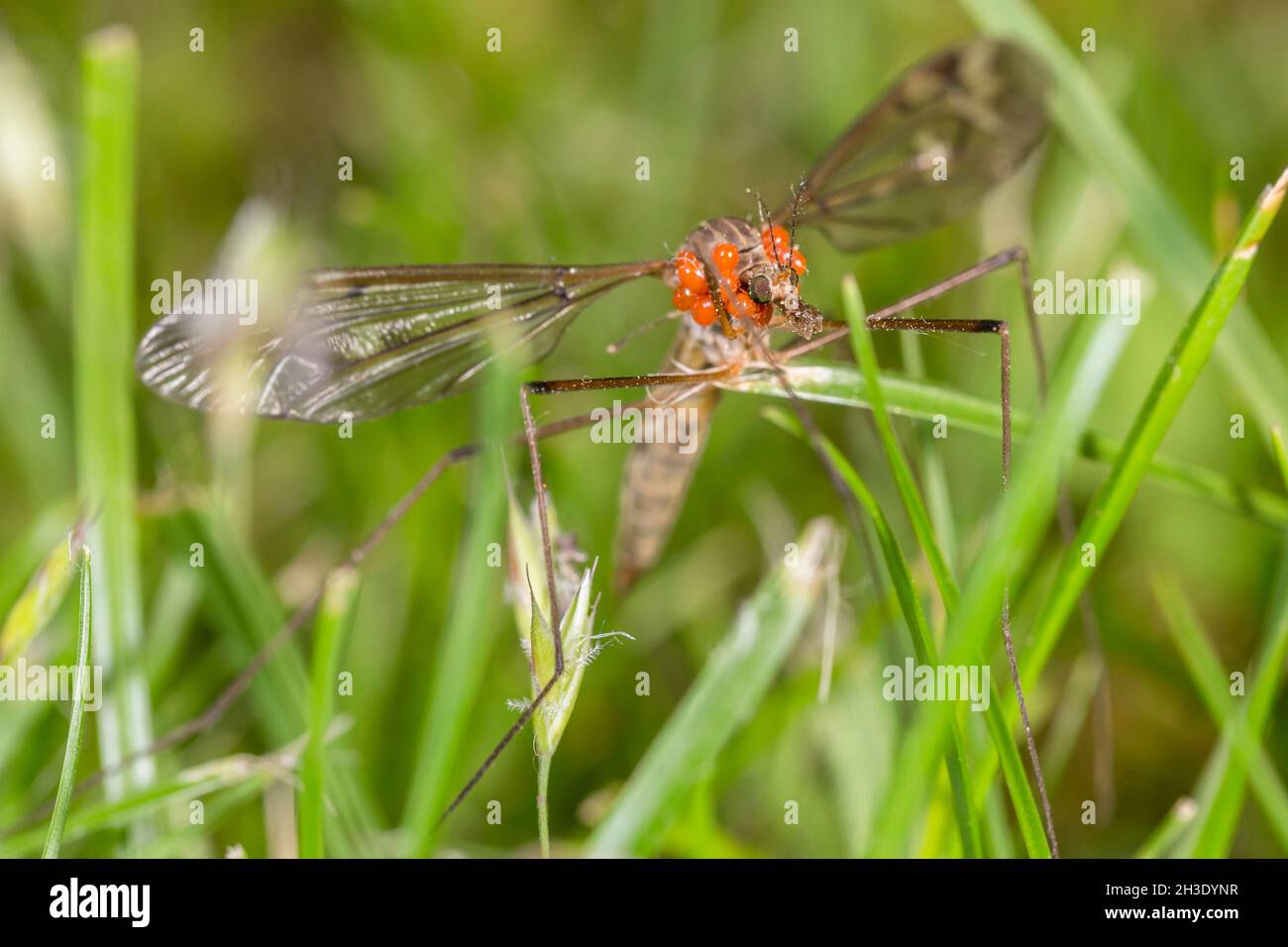 Cavolo cranefly, daddy-long-gambe marrone (Tipula oleracea), siede su erba coperta di acari, Germania Foto Stock