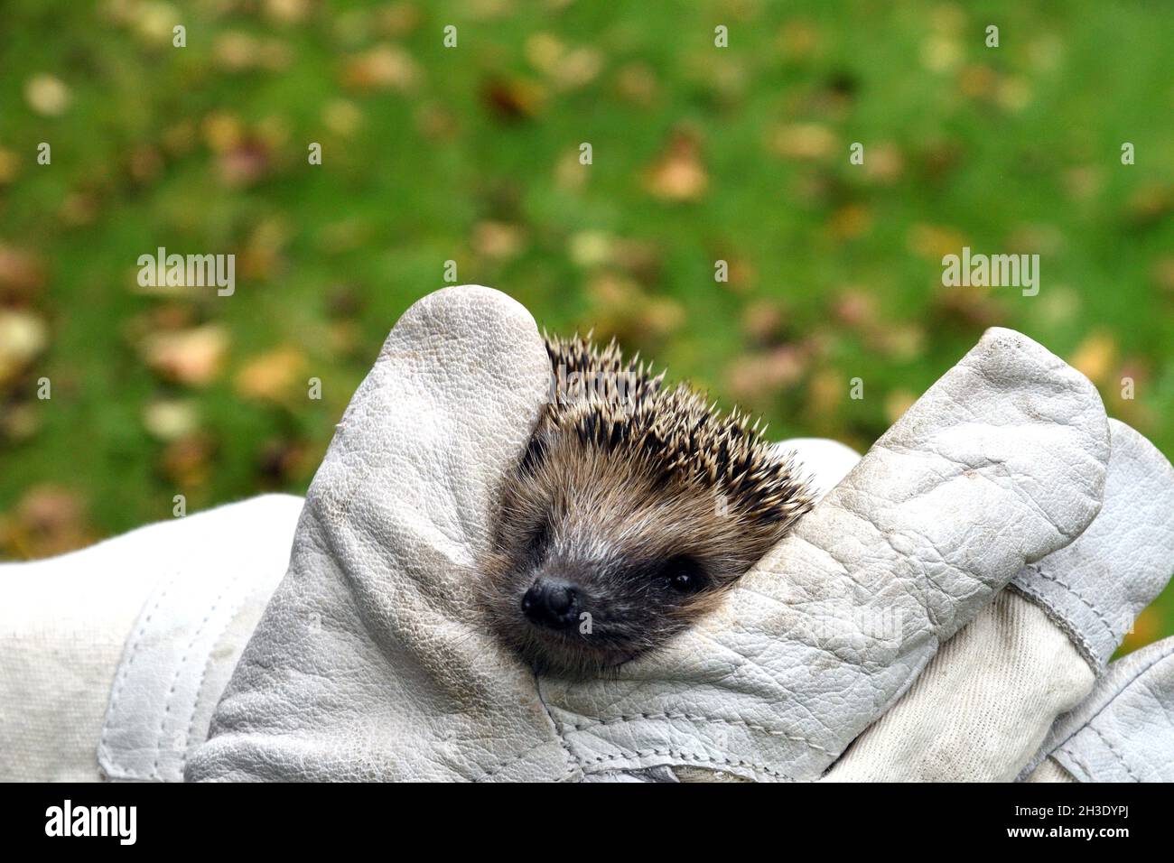 Hedgehog occidentale, hedgehog europeo (Erinaceus europaeus), in mani guanti, salvataggio di animali, Germania Foto Stock