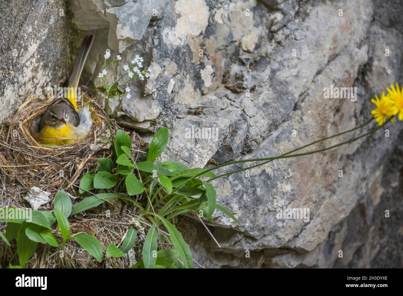 Gray wagtail (Motacilla cinerea), allevamento femminile nel nido ad una parete rocciosa, Germania Foto Stock