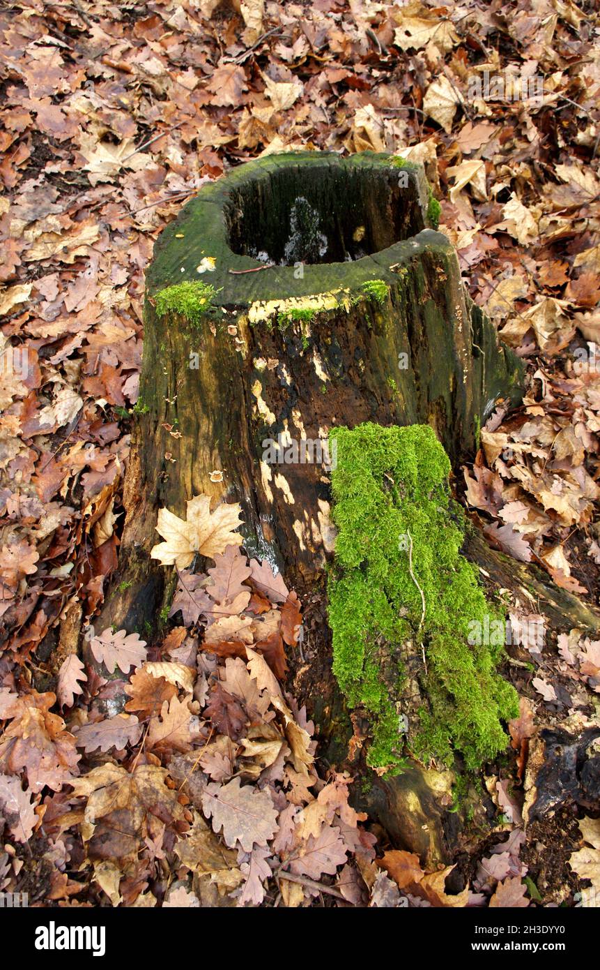 Muschio verde che cresce su un vecchio tronco con foglie intorno, stagione autunnale. Vibes autunnali. Muschio su un ceppo di albero. Bella foresta nella natura. Foto Stock
