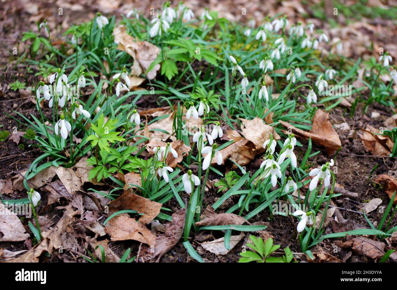Snowdrop o nevralgia comune (Galanthus nivalis) fiori. Snowdrop nella foresta nella natura selvaggia in fiore primaverile. Foto Stock