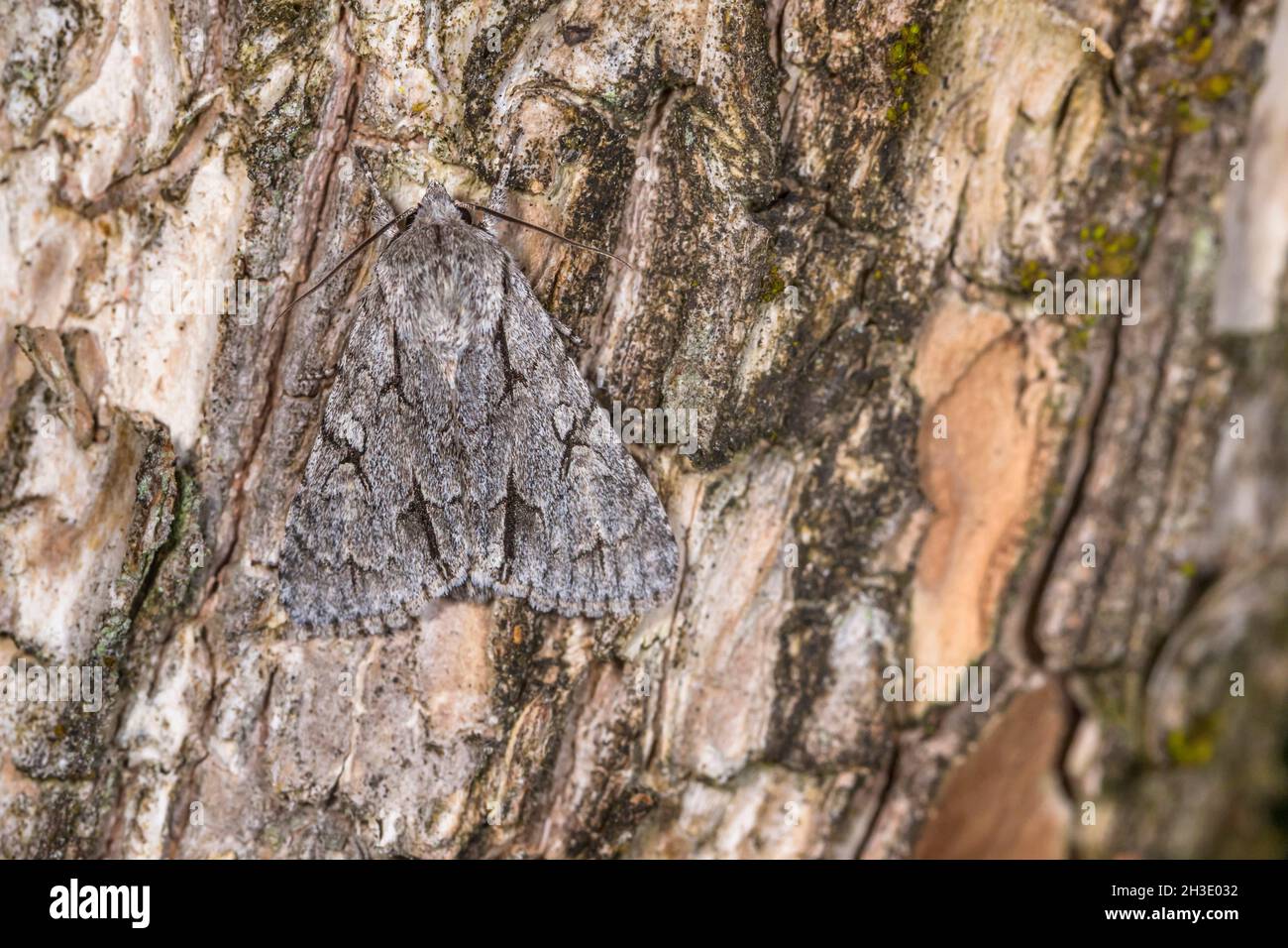 Gray dagger, Gray dagger moth (Acronicta psi, Acronycta psi, Apatele psi), che riposa sulla corteccia durante il giorno, molto bene mimetizzato , Germania Foto Stock