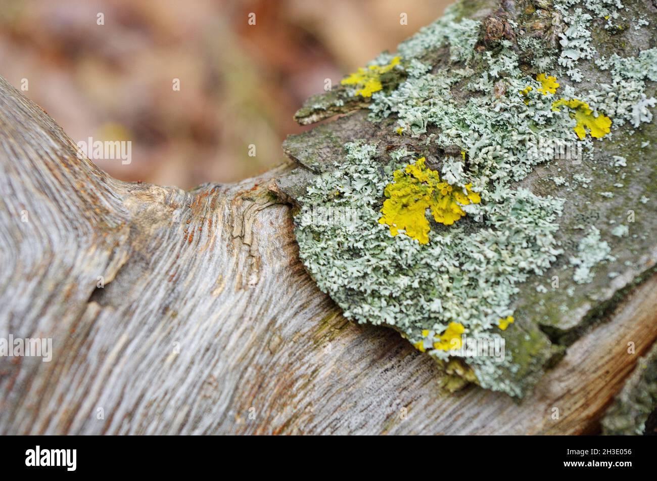 Lichen giallo sulla corteccia di un albero. Tronco di albero influenzato da lichen. Muschio su un ramo di albero. Superficie in legno testurizzato con colonia di licheni. Ecosistema di funghi Foto Stock