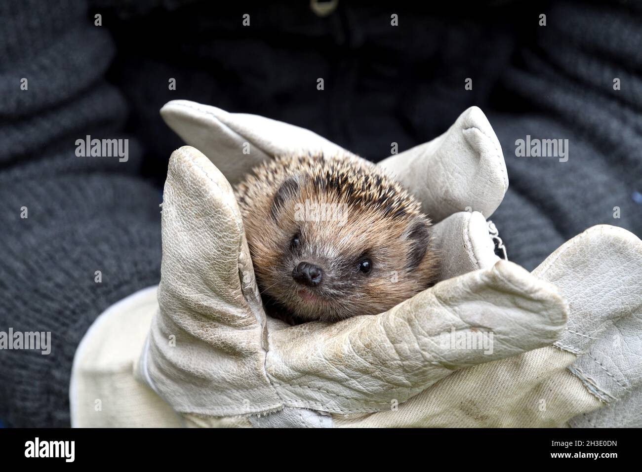 Hedgehog occidentale, hedgehog europeo (Erinaceus europaeus), in mani guanti, salvataggio di animali, Germania Foto Stock