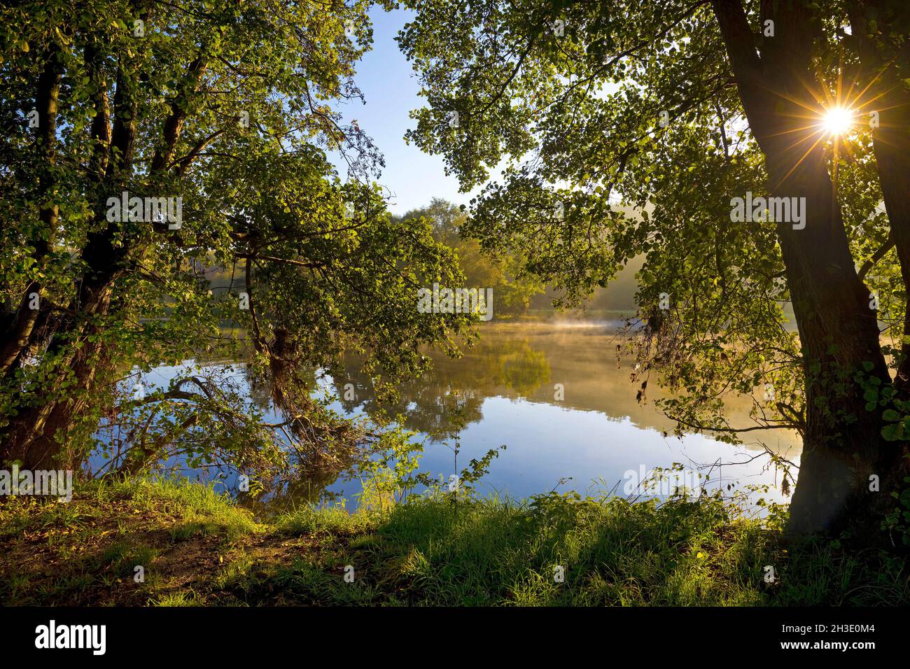 Alberi sulle rive della Ruhr all'alba, Germania, Renania settentrionale-Vestfalia, Ruhr Area, Witten Foto Stock