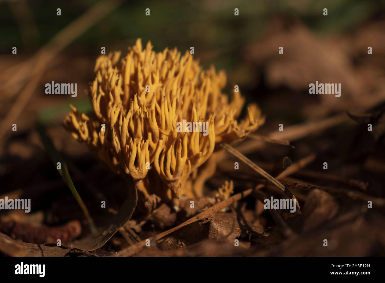 Ramaria Botrytis fungo (noto anche come corallo raggruppato, il corallo cavolfiore). Funghi commestibili. Foto Stock
