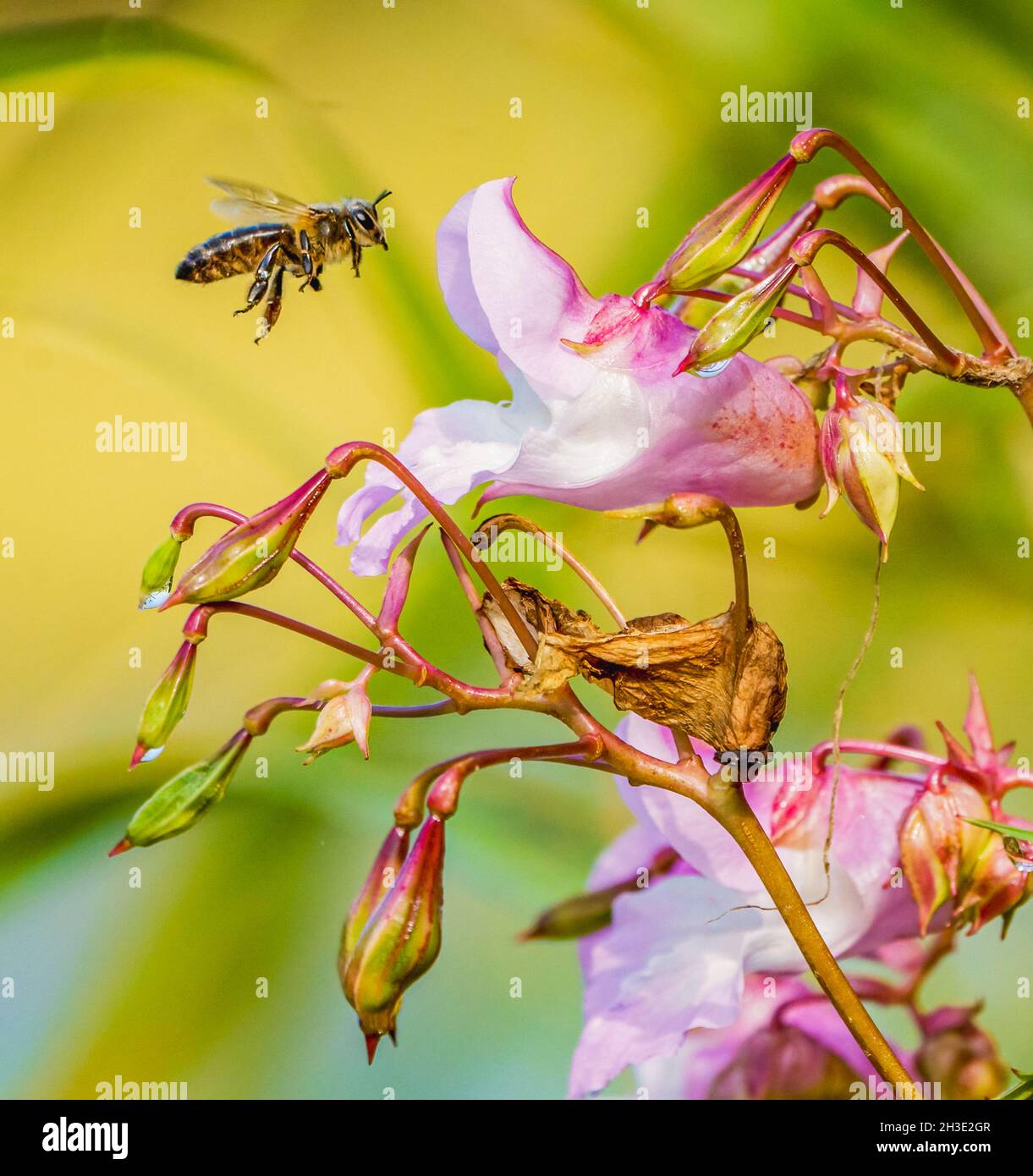 Hovering Insect Hones in on Pollen Foto Stock