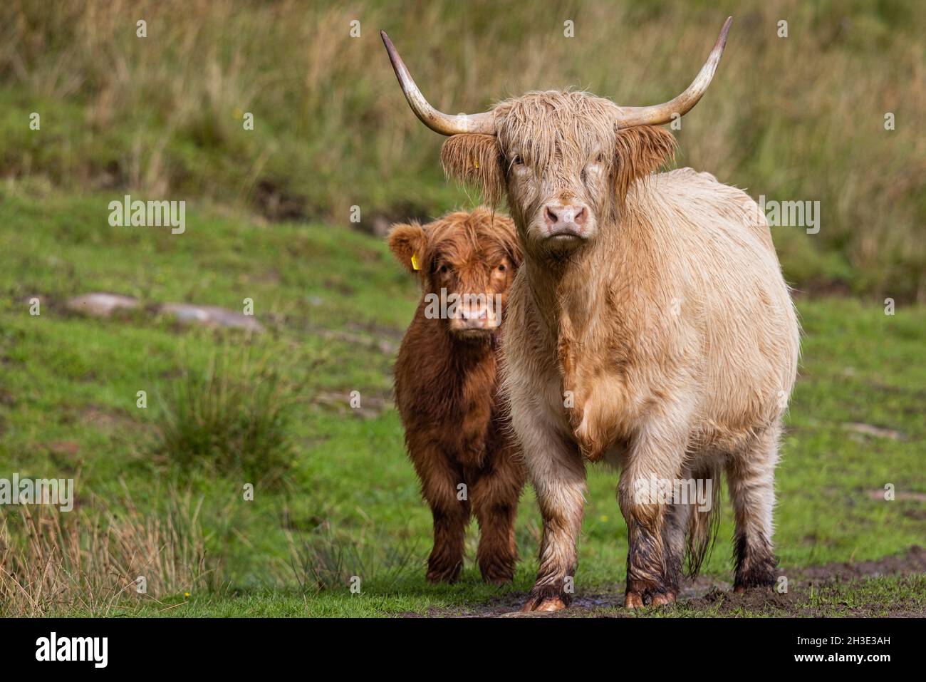 Bestiame delle Highland nelle Highlands della Scozia. Foto Stock