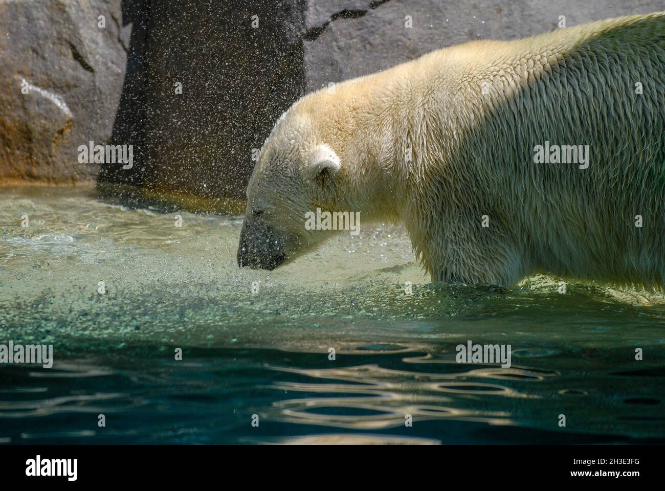 Bellissimo scatto di un grande orso bianco in acqua nel Brookfield Zoo Foto Stock