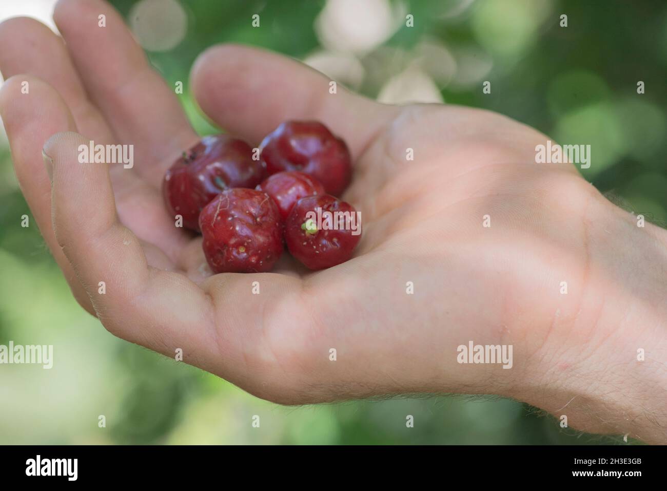 Mano piena di frutti rossi di Pitanga (Eugenia uniflora). Foto Stock