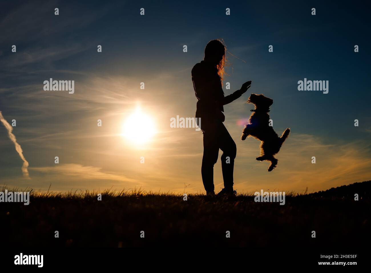 Silhouette di una donna che gioca con il suo cane volpe terrier Foto Stock