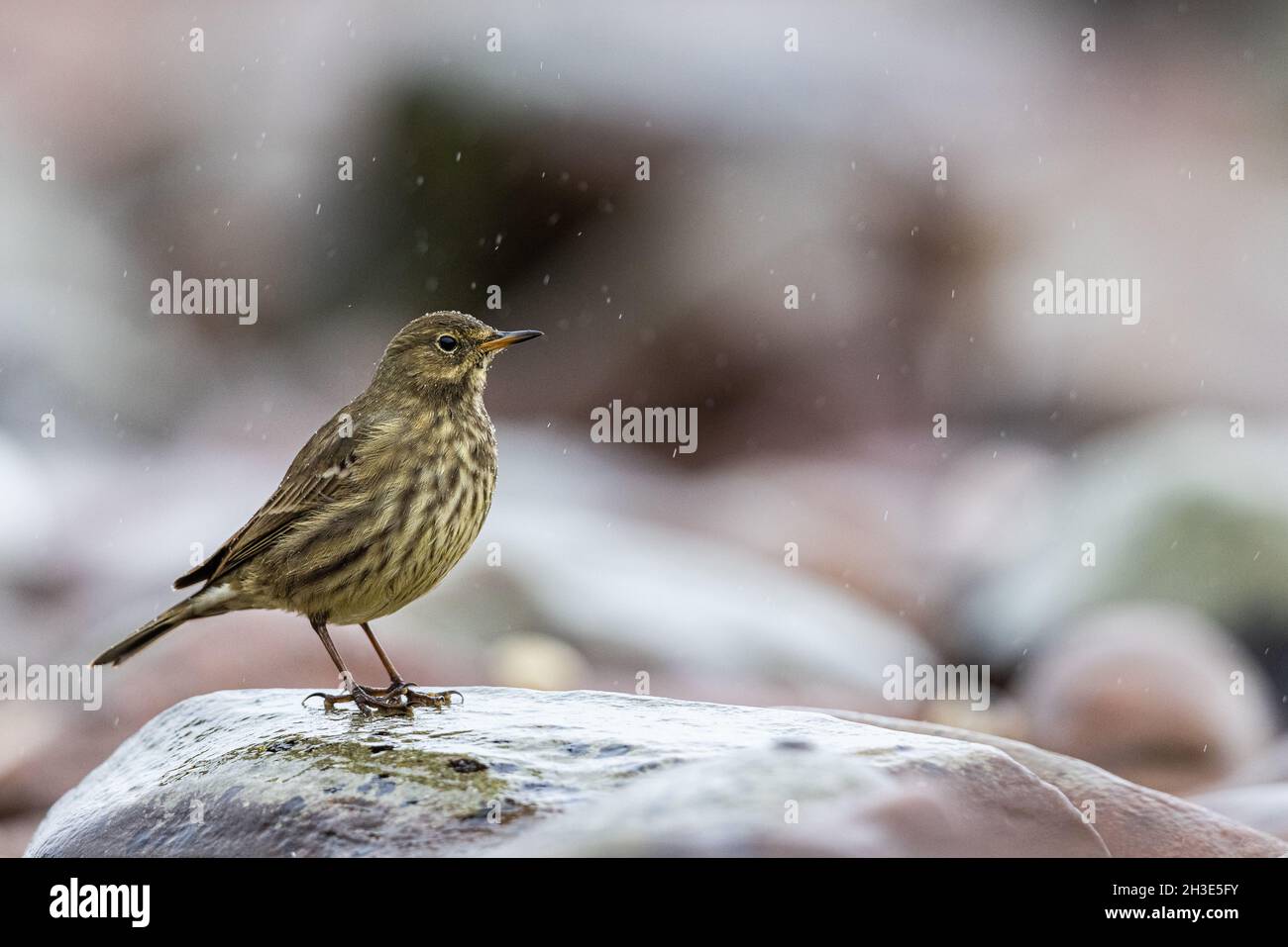 Rock Pipit serching per il cibo nelle rocce lungo la riva. Foto Stock