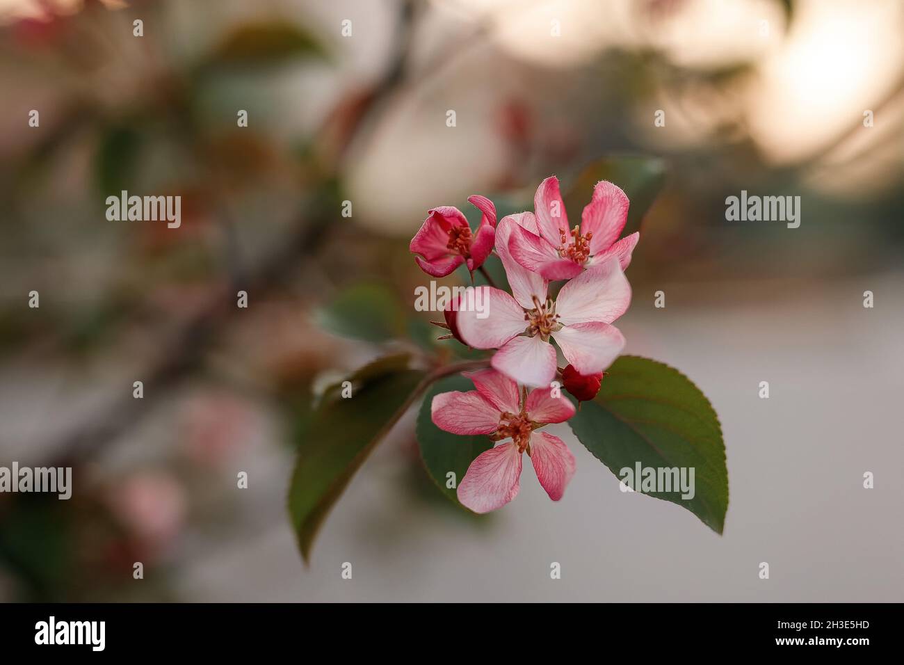 Blooming melo in primavera. Foto Stock