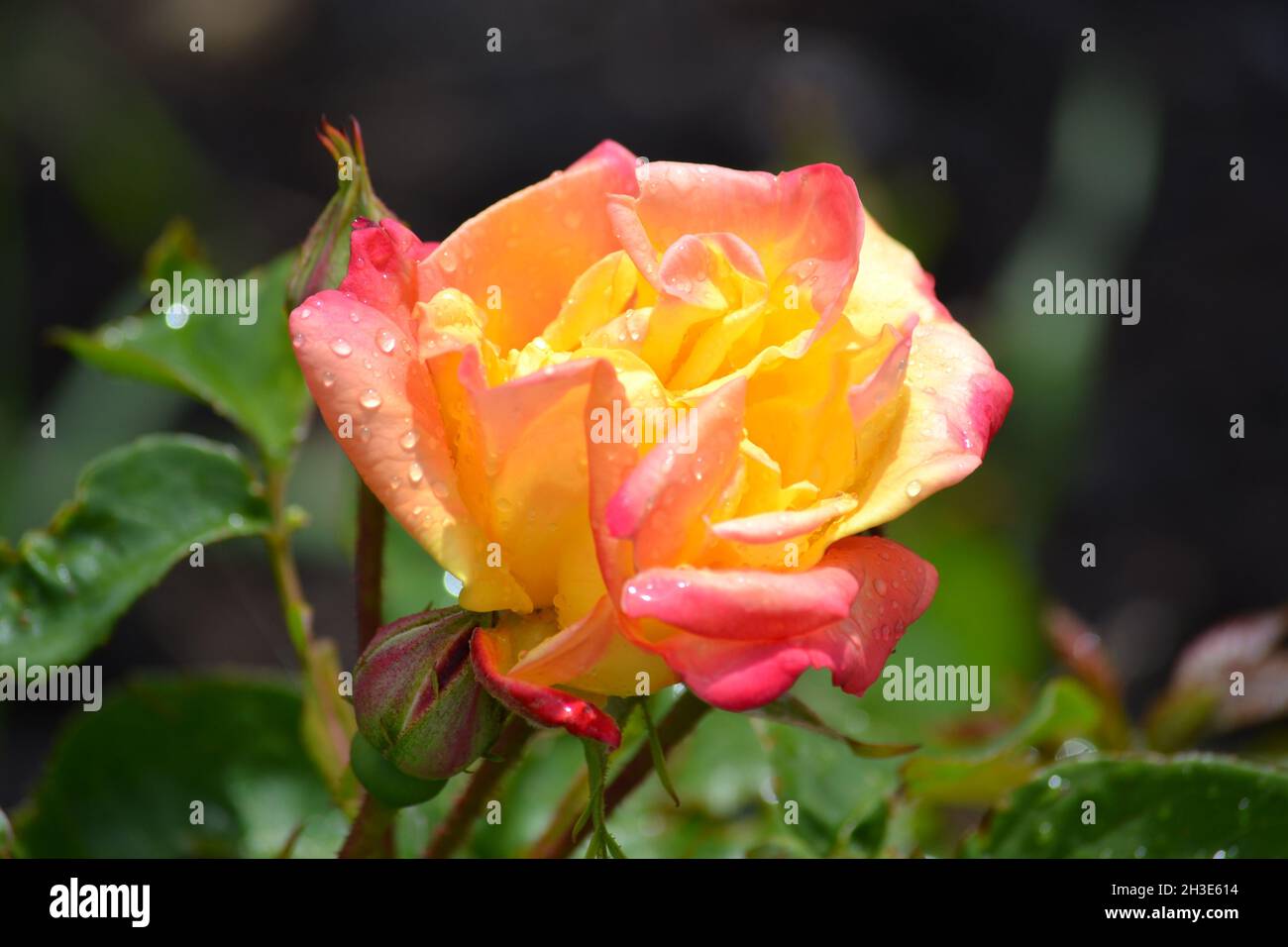 Rosa gialla e rossa - Rosaceae - Rosa - petali di rosa - sole che sgranata su una rosa del giardino - fiore perenne - Filey - UK Foto Stock
