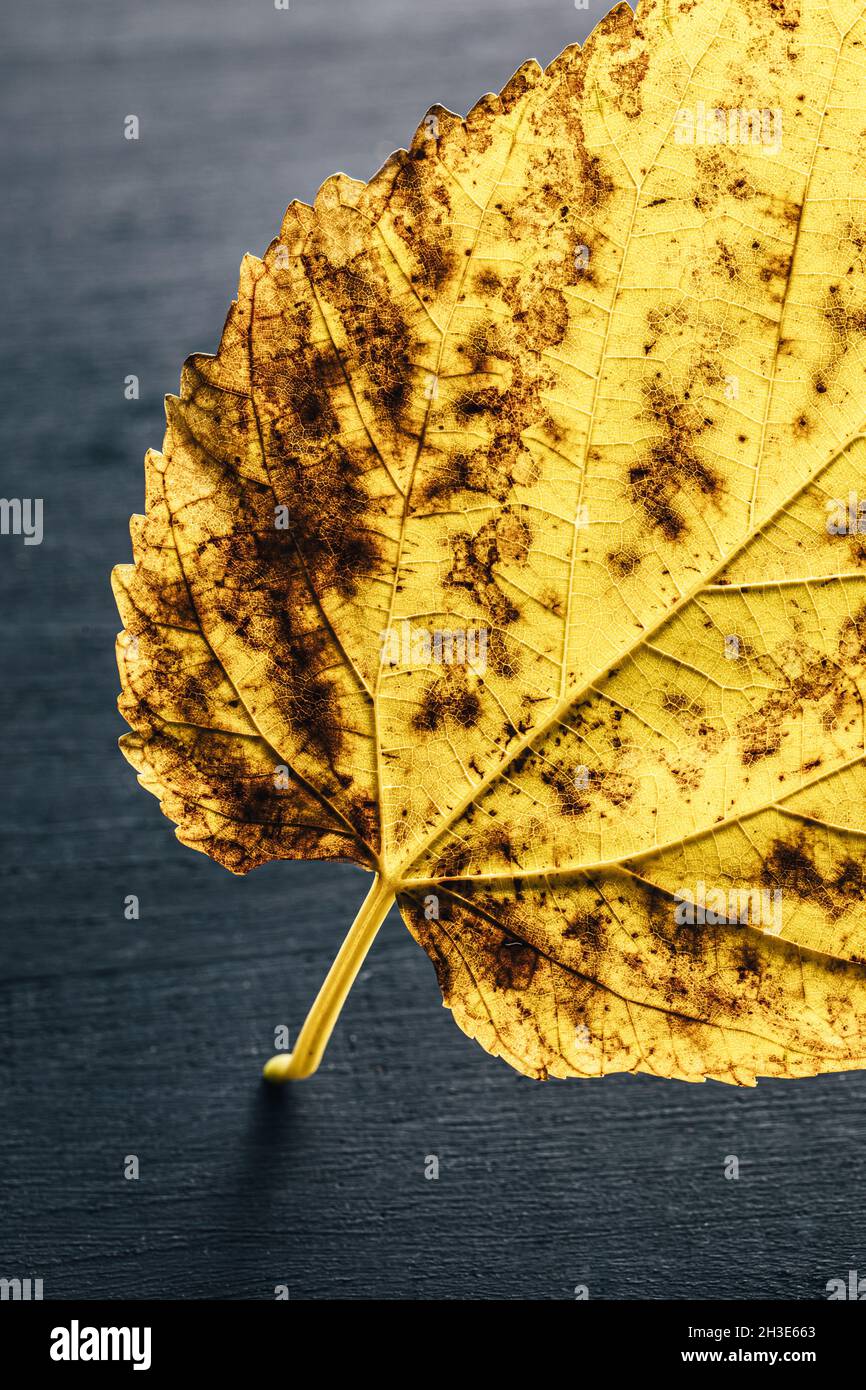 Trama di foglie d'autunno gialle secche cadute con vene sottili e gambo su sfondo grigio sfocato Foto Stock