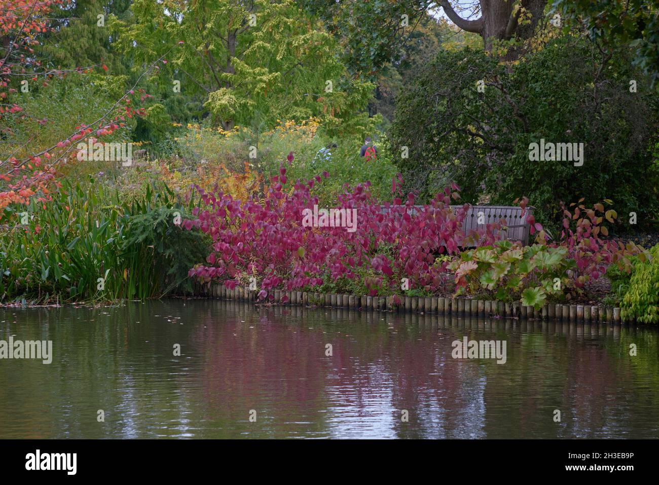 Forte colore rosso autunno di foglie di dogwood sul bordo di un laghetto. Foto Stock