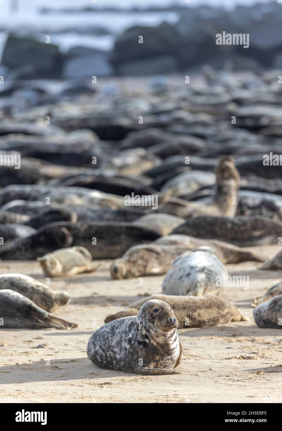 Guarnizioni grigie, guarnizioni Foto Stock