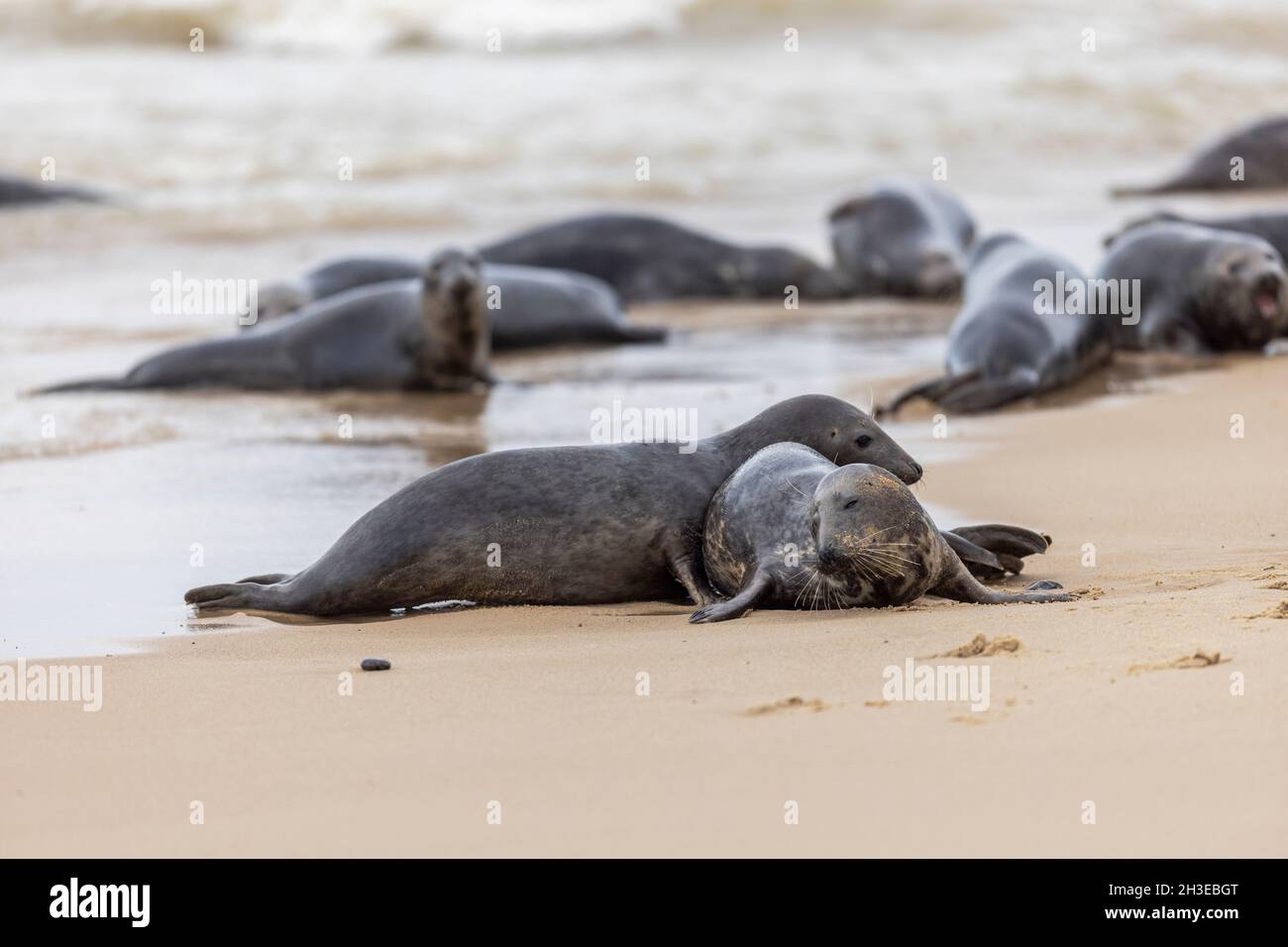 Guarnizioni grigie, guarnizioni Foto Stock