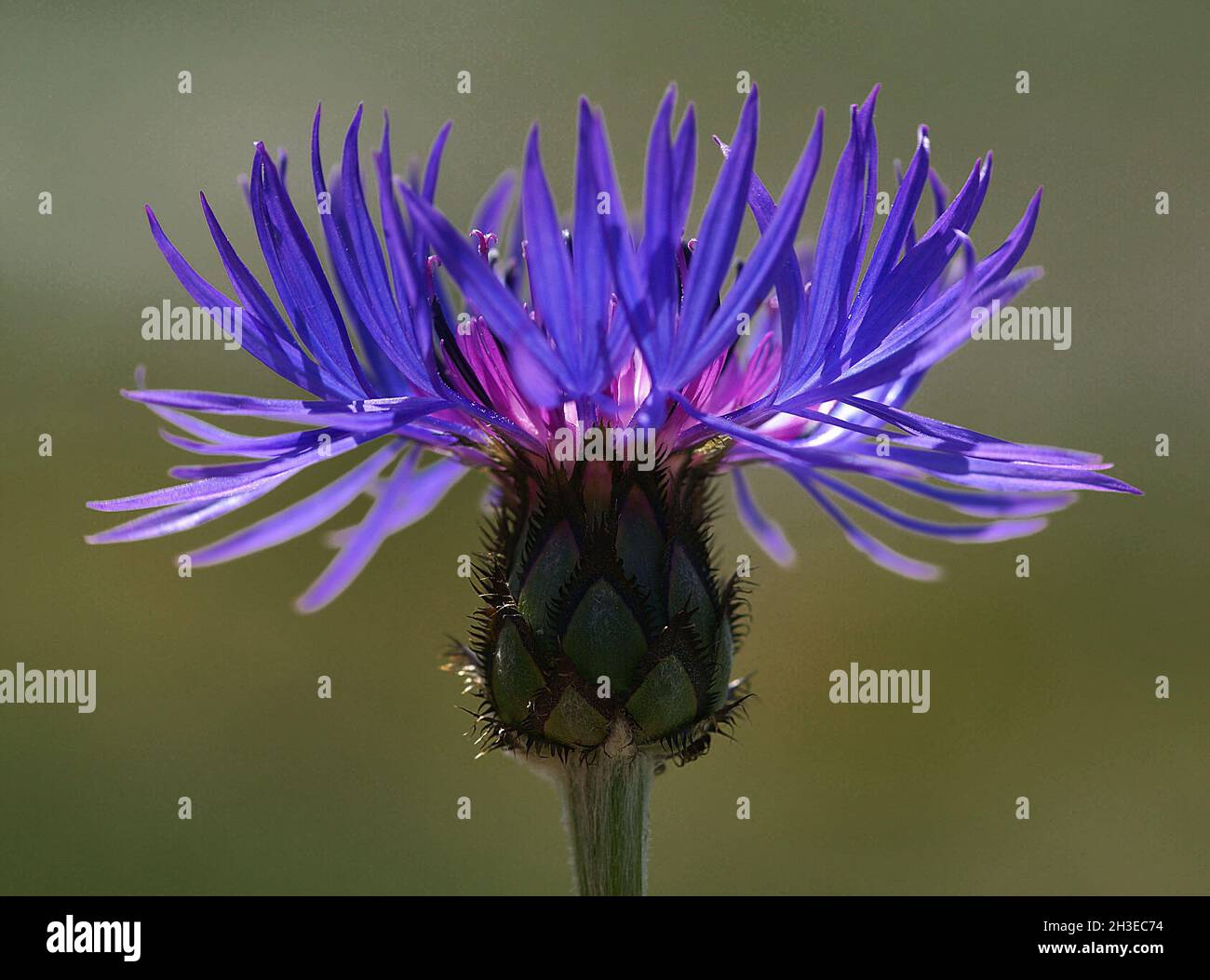 Piante mediche. Cardo di latte Silybum marianum il cardo è un simbolo della Scozia. Primo piano di un Thistle, il fiore nazionale della Scozia. Naturale Foto Stock