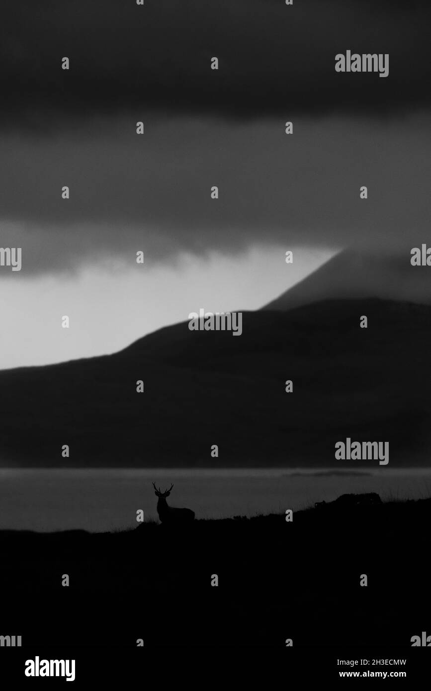 Red Deer Stag nelle Highlands scozzesi. Foto Stock