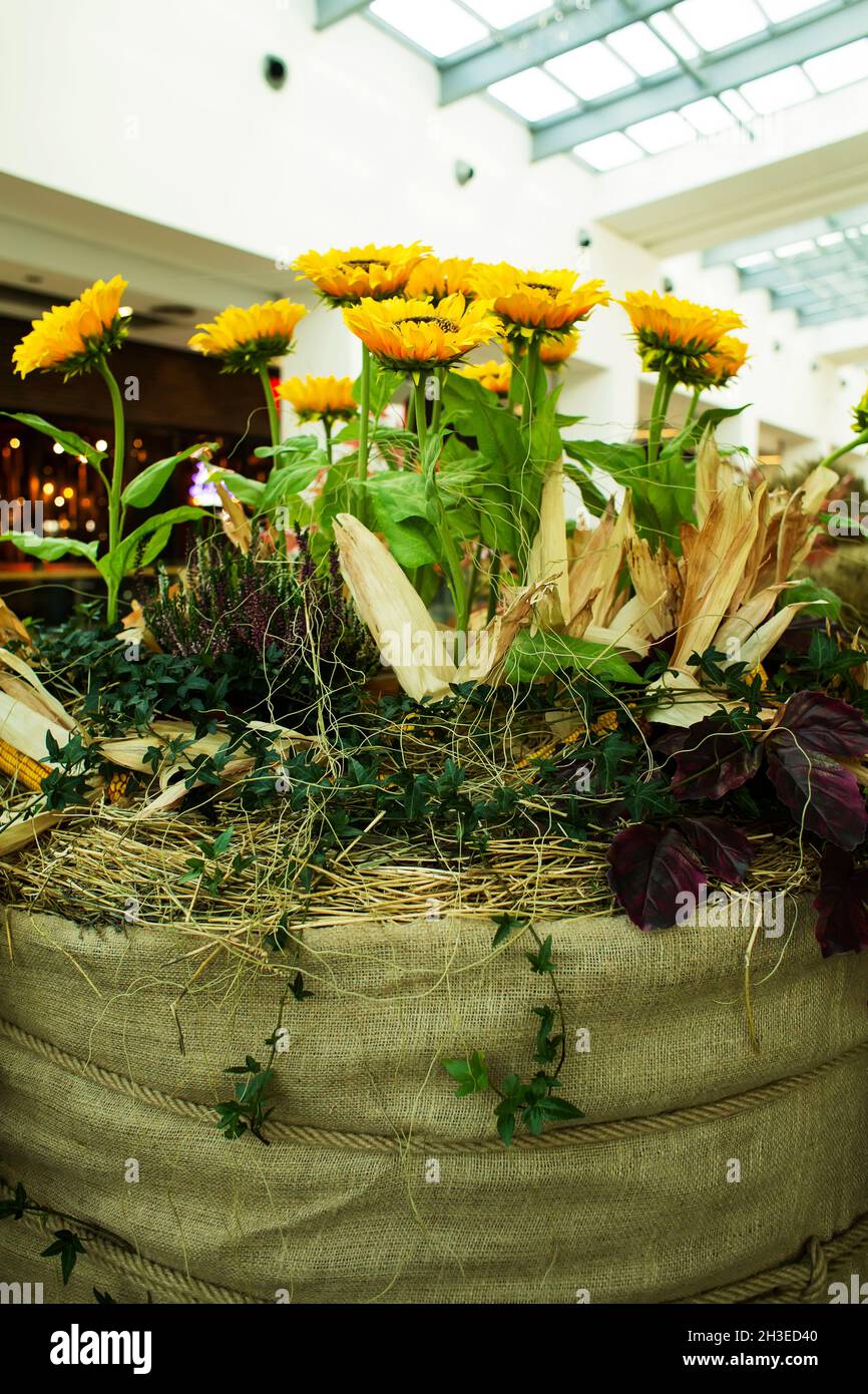 Decorazione floreale decorativa con girasoli in un supermercato decorazione floreale in un negozio di fiori. Vendita di piante decorative. Decorazione di un centro commerciale Foto Stock