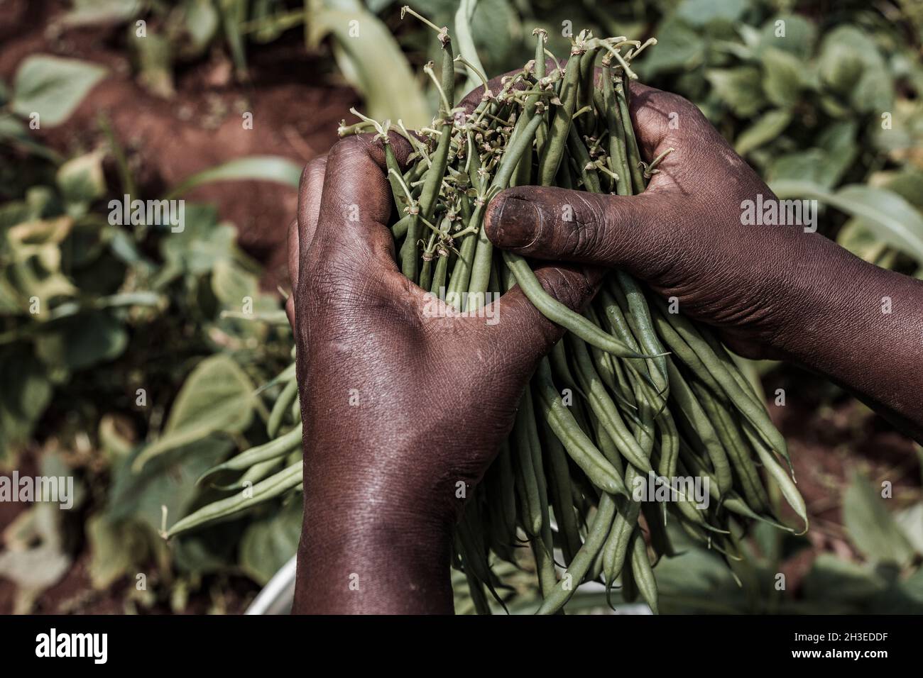 Le immagini delle mani che tengono i mangimi agricoli producono prodotti come i fagioli verdi francesi, il grano essiccato e il pepe verde nella fattoria Foto Stock