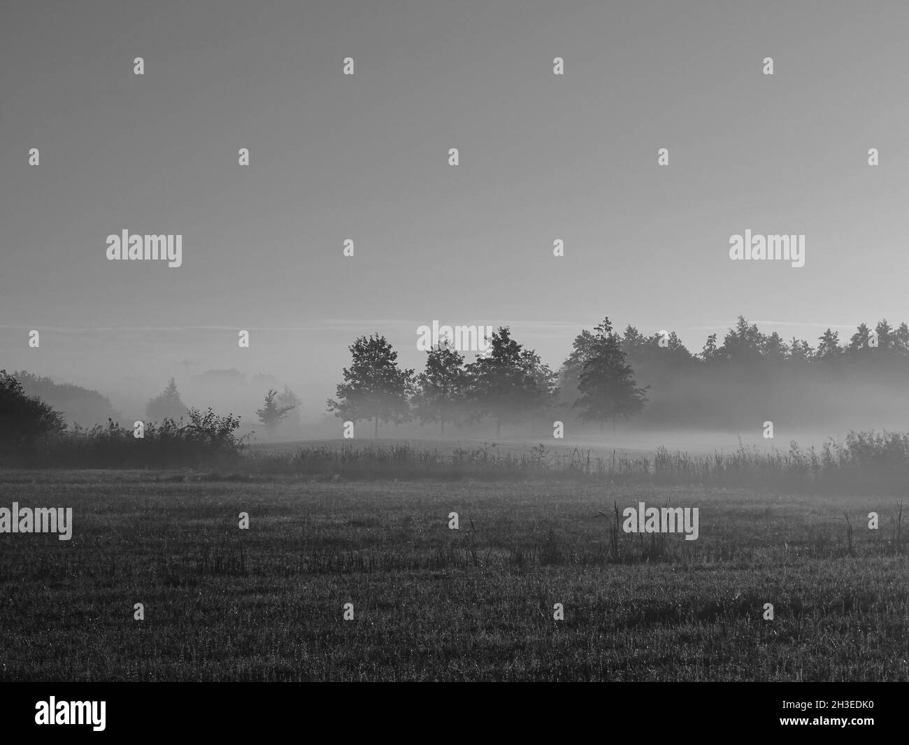 fotografia in bianco e nero di una mattinata di nebbia, con le sagome di quattro alberi al centro e macchie di nebbia sui prati Foto Stock