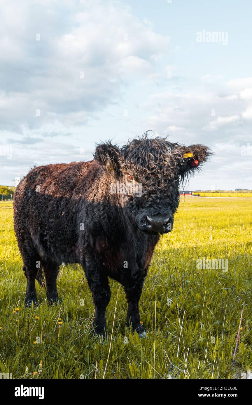 Vacca nera Galloway con pelliccia di riccio nel pascolo estivo Foto Stock