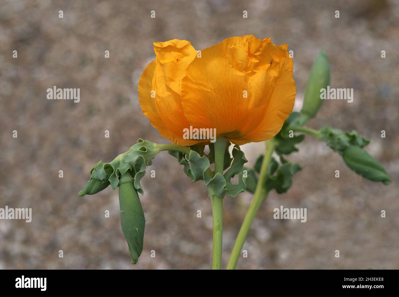 rosa alla luce del sole, colore giallo e rosso, forma splendida e colore splendido Foto Stock