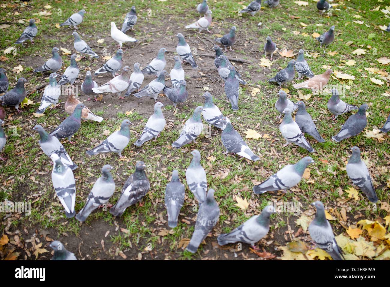 Piccioni, colombe - stormo di uccelli sul prato. Foto Stock