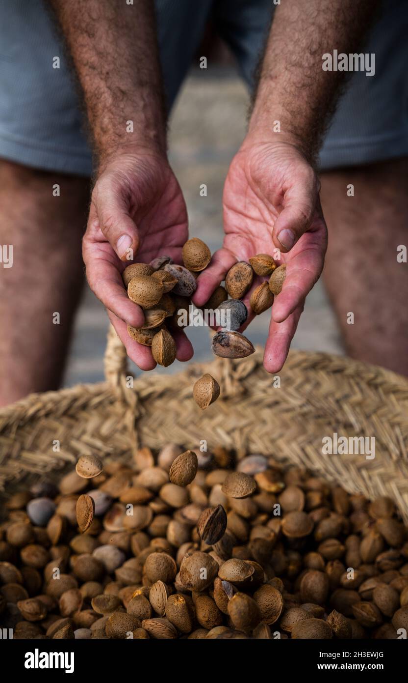 Mani che tengono il lotto di mandorle in guscio Foto Stock