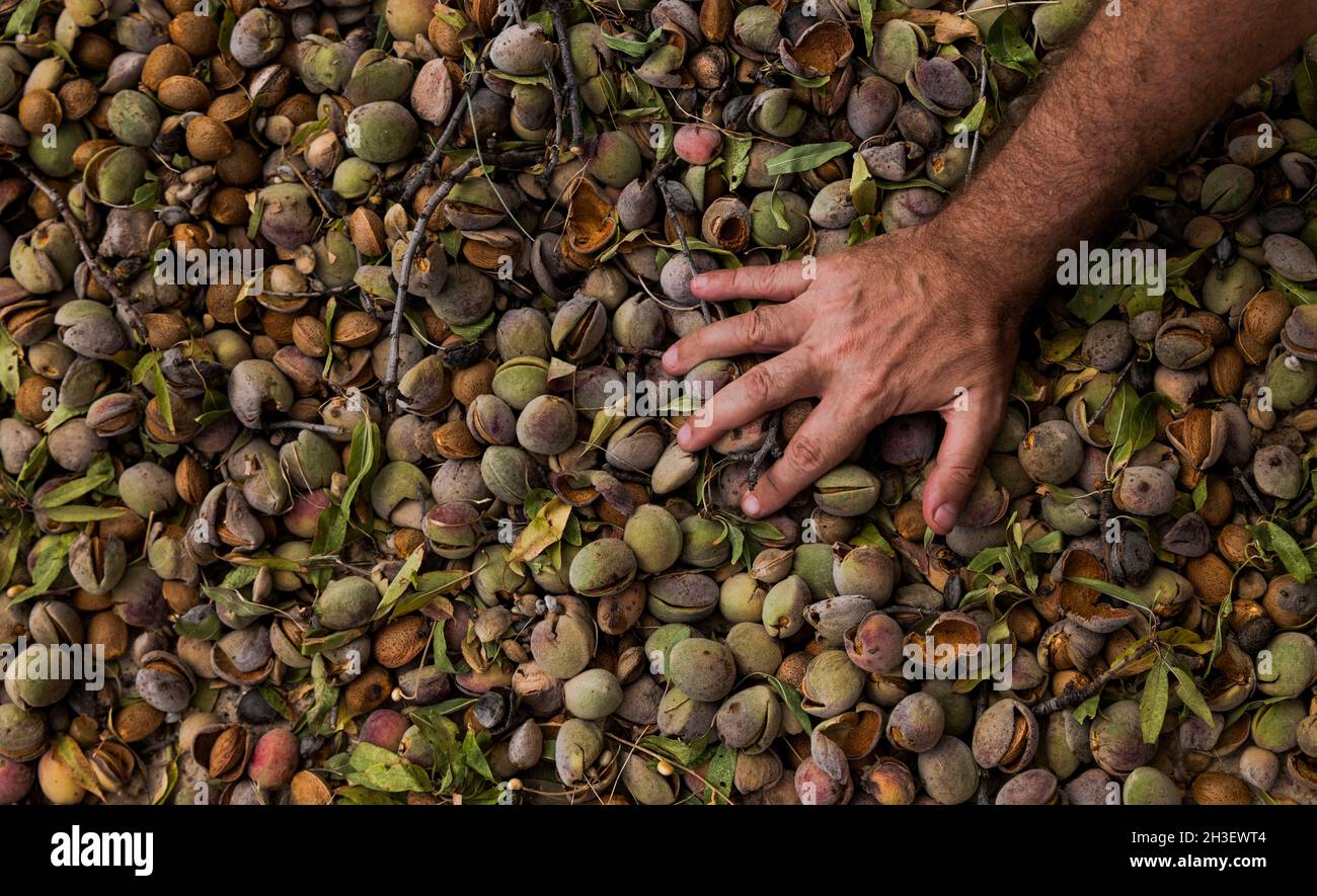 Mano su molto di mandorle in guscio Foto Stock