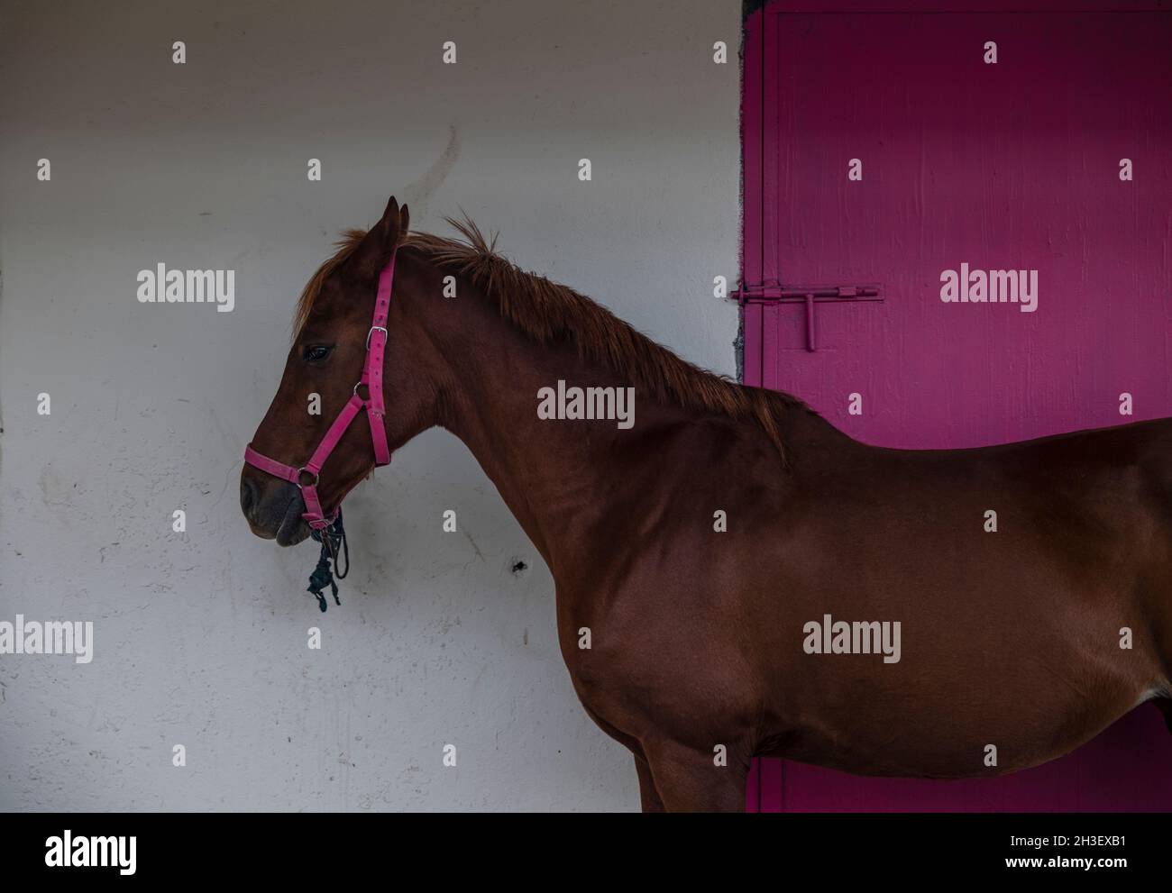 Ritratto di cavallo marrone fuori stalla contro porta rosa Foto Stock