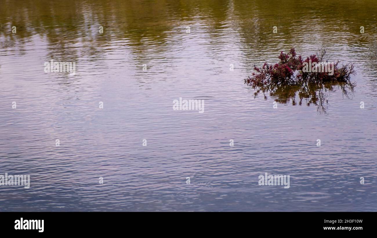 Piante di mangrovie con foglie rosse crescono in grumi nell'acqua Foto Stock