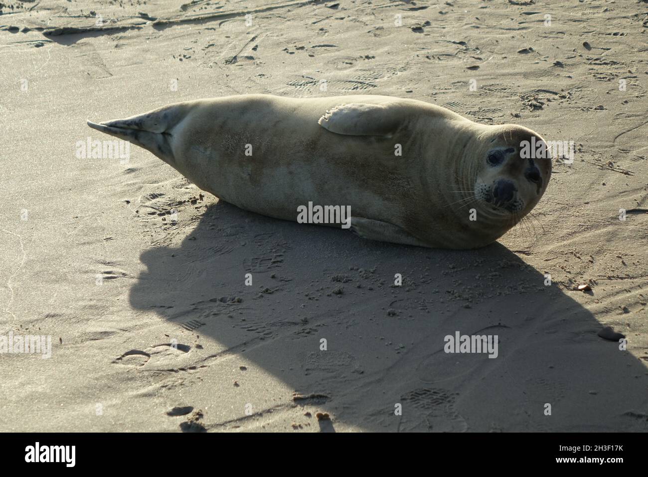 Seal prendere un bagno di sole a Capo Grenen, punto d'incontro di Skagerrak, Mare del Nord e Kattegat, Mar Baltico, Skagen, Jutland settentrionale, Danimarca Foto Stock