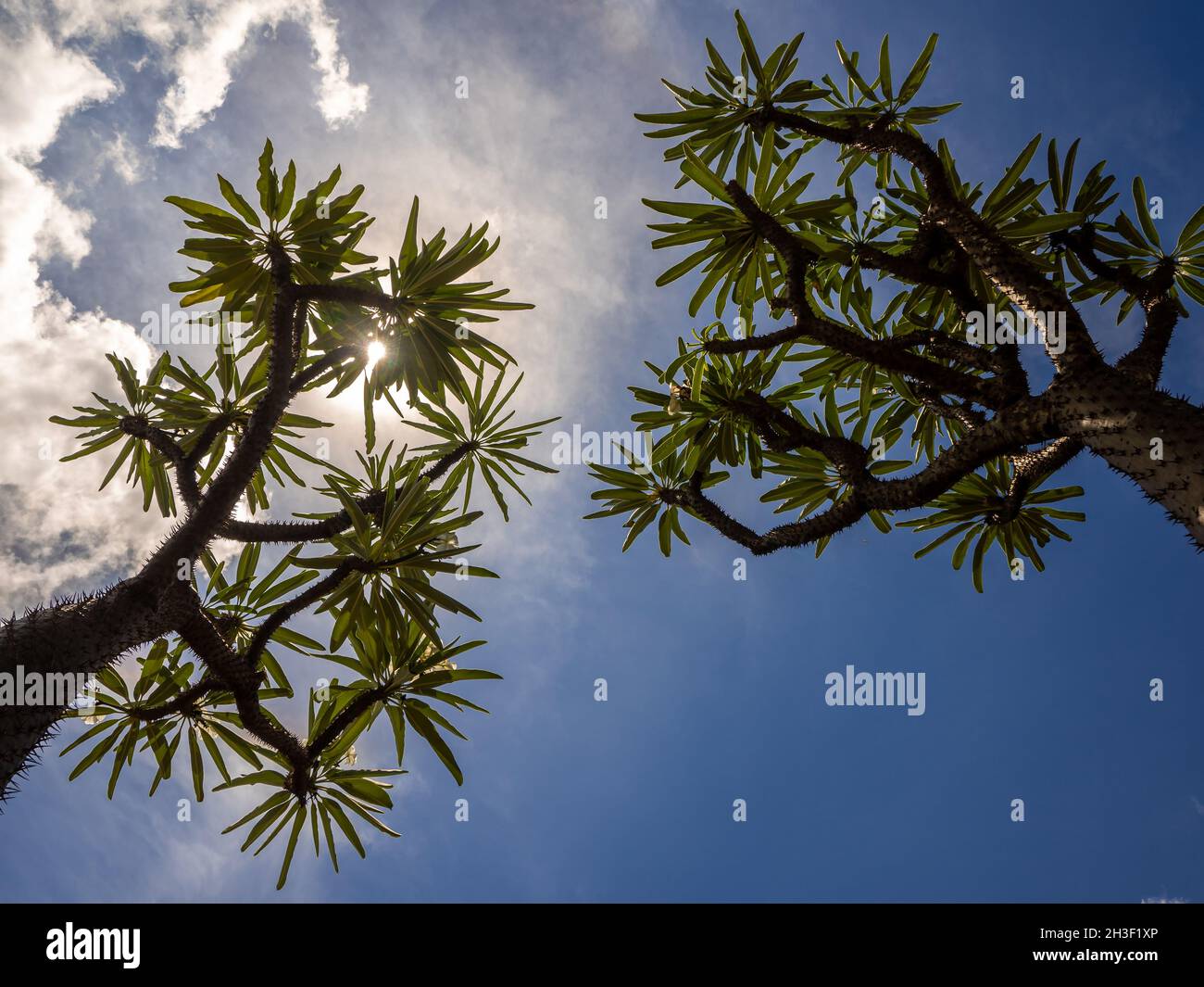 Vista ad angolo basso della palma del Madagascar la spiky pianta del deserto contro il cielo blu Foto Stock