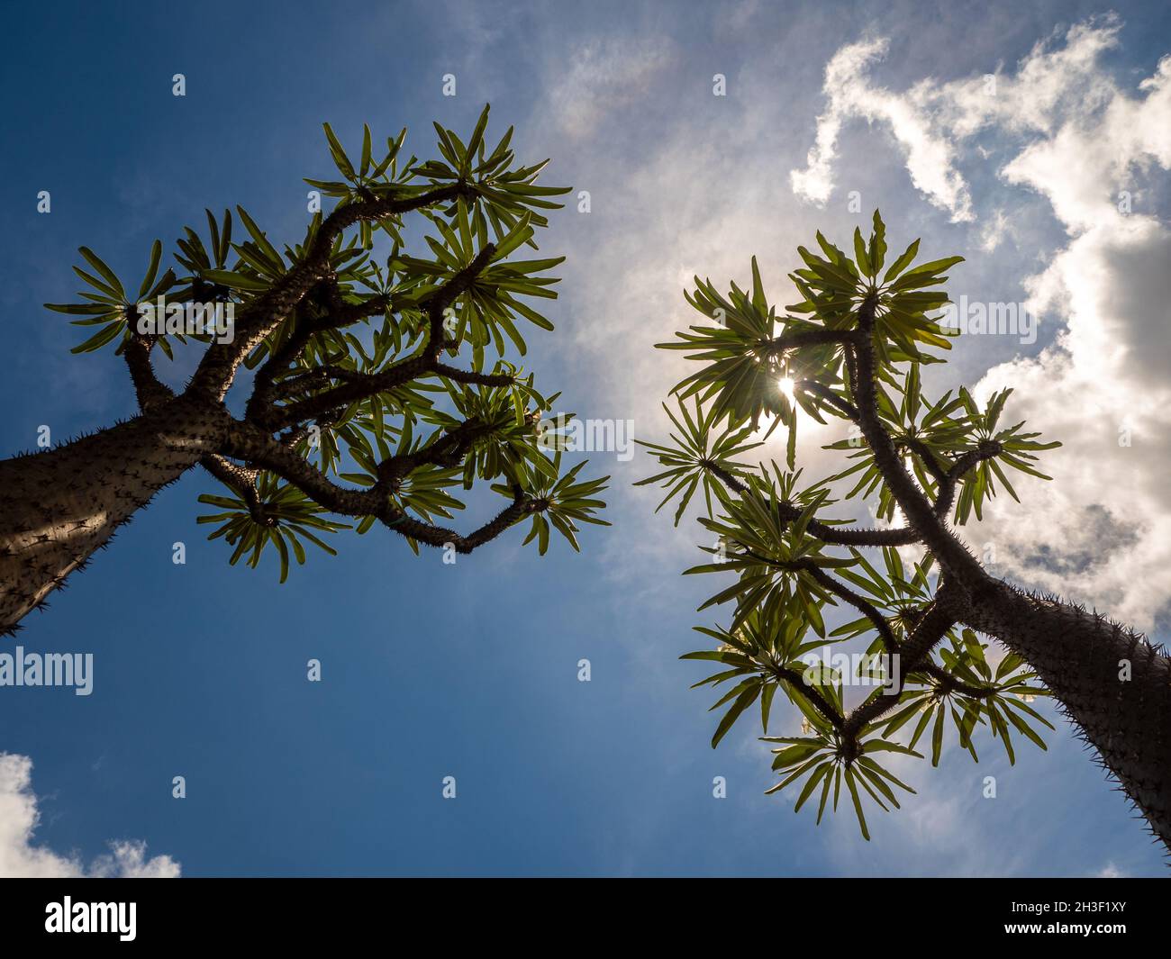 Vista ad angolo basso della palma del Madagascar la spiky pianta del deserto contro il cielo blu Foto Stock
