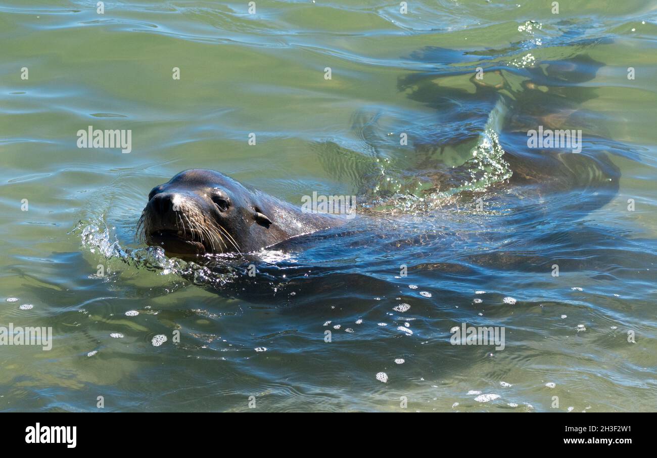 Un leone di mare nuota nel porto delle Isole del canale a Oxnard, California USA Foto Stock