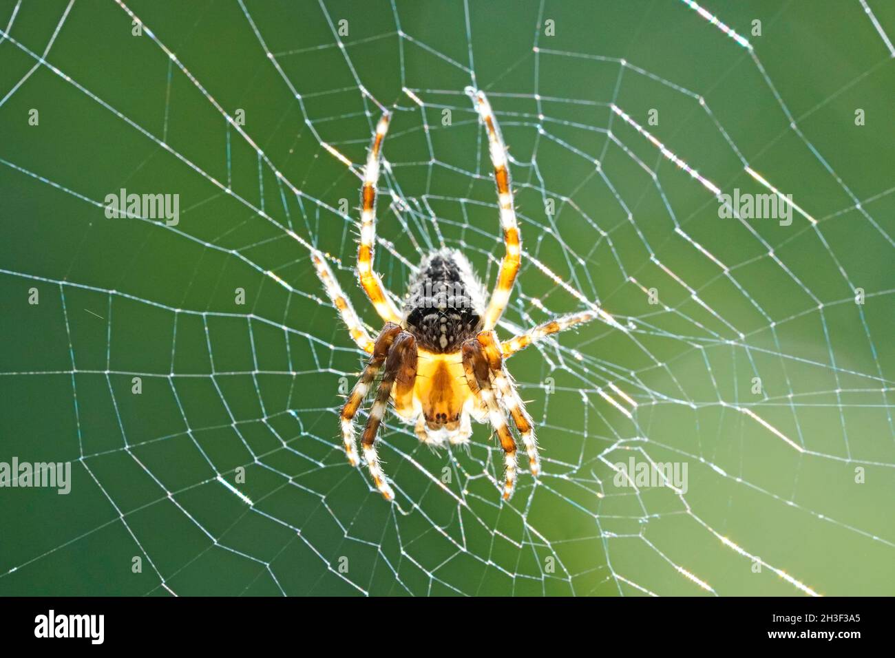 Primo piano di un ragno da giardino, Araneus diadematus. Il ragno trasversale è appeso nel nastro su uno sfondo verde. Foto Stock