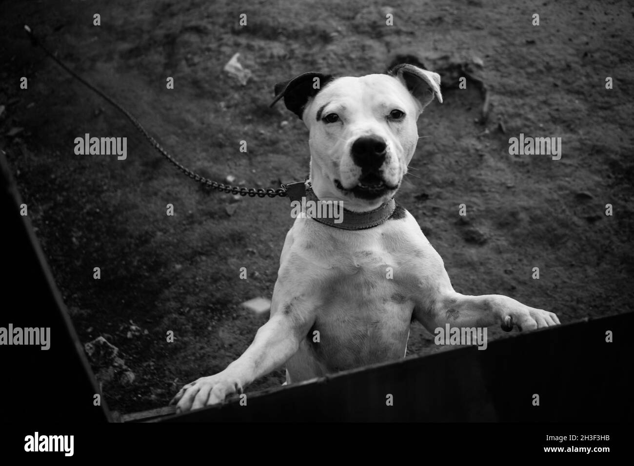 Un ritratto di un cane pitbull bianco su una catena che guarda lo spettatore Foto Stock