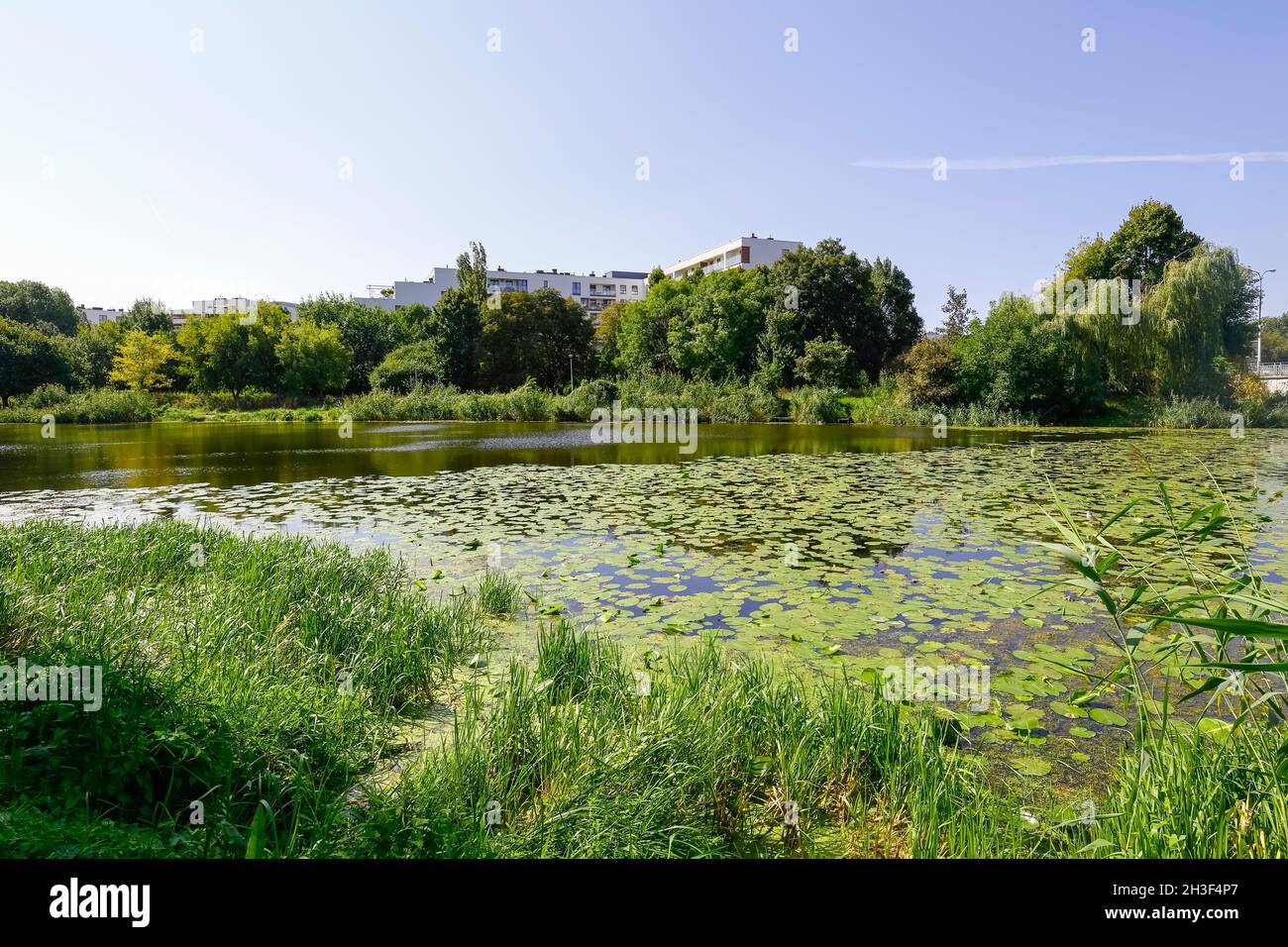 Lago con piante sulla riva è un parco naturale al centro del distretto abitativo di Goclaw a Varsavia in Polonia. Foto Stock