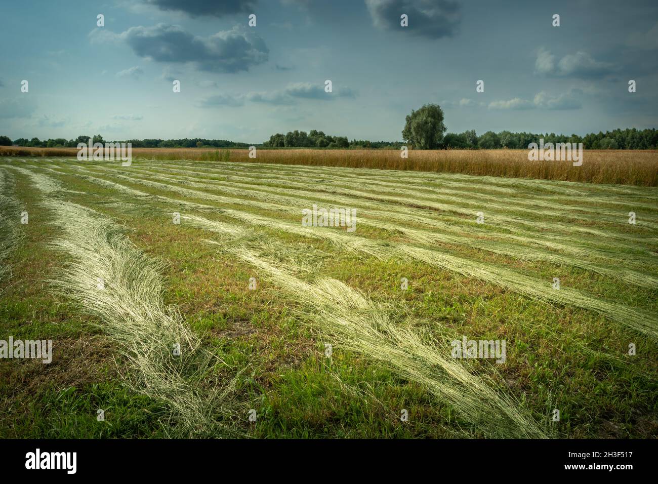 Falciata erba nel prato, vista serale Foto Stock