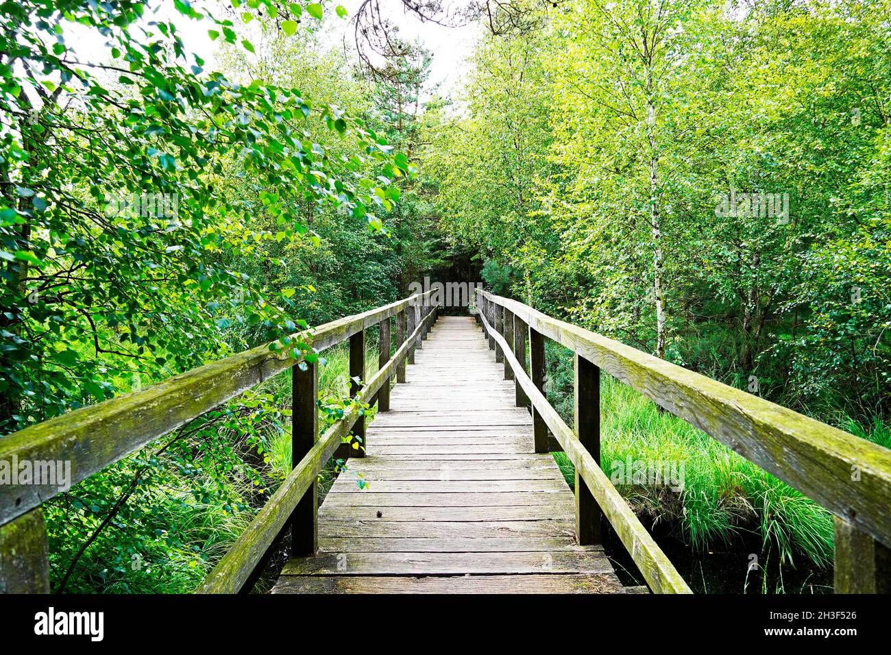 Brughiera infondata nella bassa Sassonia. Riserva naturale con un ponte di legno in un paesaggio di brughiera Foto Stock