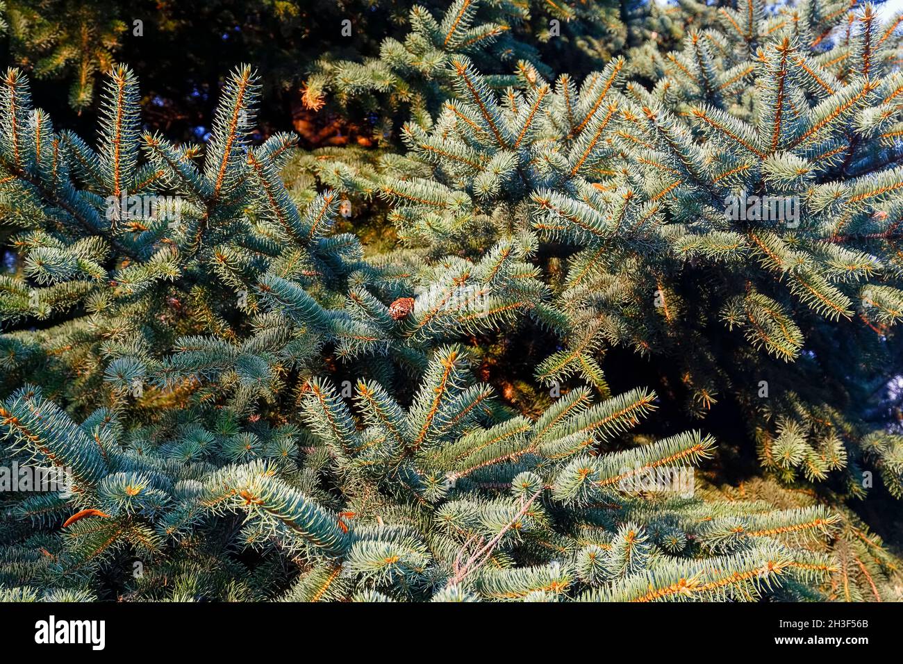 Nella natura selvaggia, si possono vedere i rami di un albero di conifere. Foto Stock