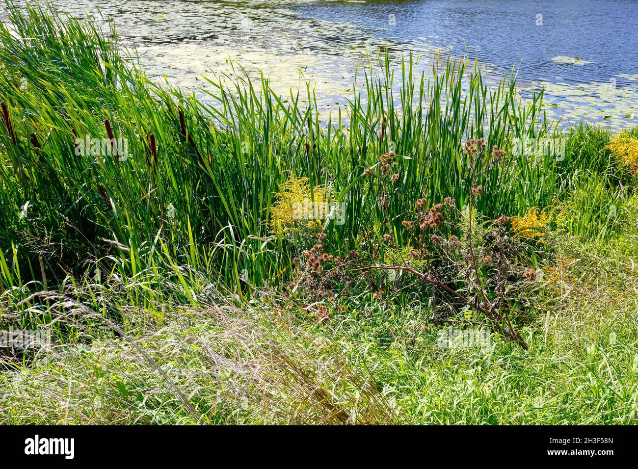 Lago con piante sulla riva è un parco naturale al centro del distretto abitativo di Goclaw a Varsavia in Polonia. Foto Stock