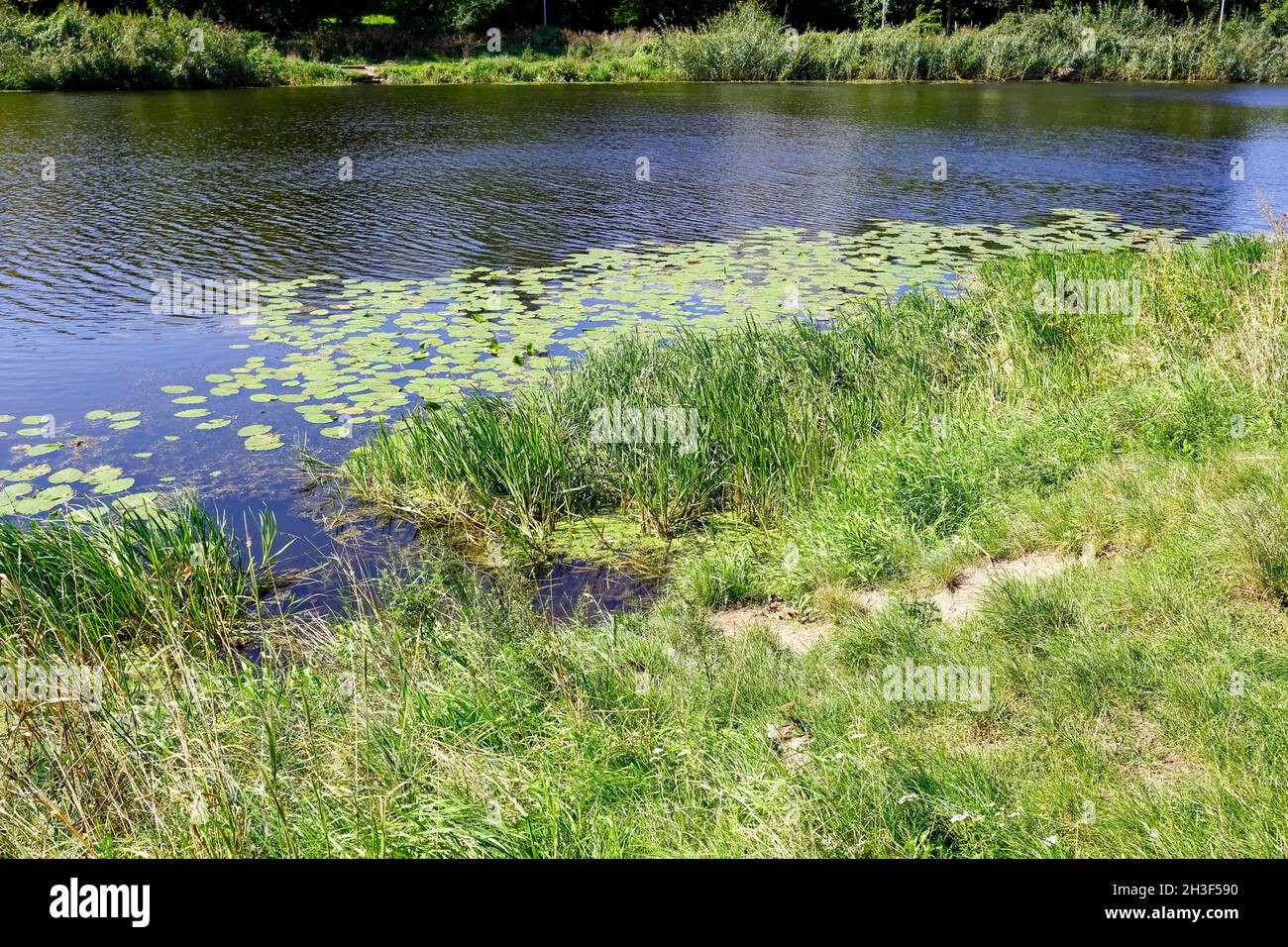 Lago con piante sulla riva è un parco naturale al centro del distretto abitativo di Goclaw a Varsavia in Polonia. Foto Stock